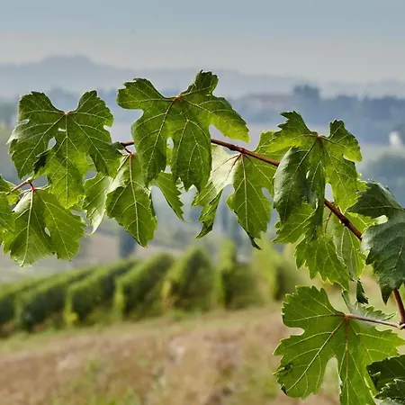 Le Tre Rose - Cantina Zanello * Rosignano Monferrato