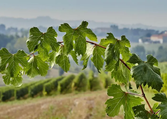 Le Tre Rose - Cantina Zanello * Rosignano Monferrato