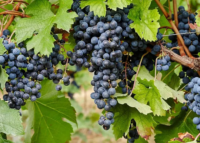 Le Tre Rose - Cantina Zanello Farm stay *